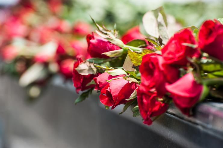 Nahaufnahme von roten Rosen mit grünen Blättern, die auf einer Oberfläche angeordnet sind.